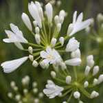 Agapanthus Snow Pixie Lily (Lily Of The Nile)
