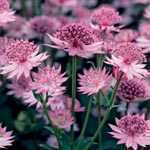 Astrantia Major Pre-Packed Perennial 1 Per Pack