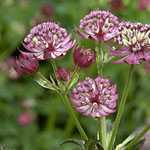 Astrantia major Star of Beauty