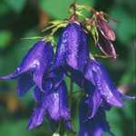 Campanula Sarastro