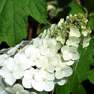 Hydrangea Quercifolia Flemygea Snow Queen (Oakleaf Hydrangea)