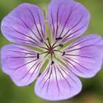 Geranium Sweet Heidi