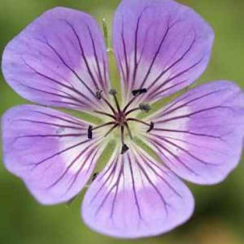 Geranium Sweet Heidi