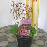 Saxifraga Rose Pixie 1Ltr