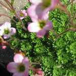 Saxifraga Rose Pixie