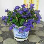 Campanula Spring Bell