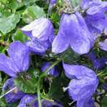 Campanula Spring Bell