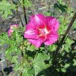 Lavatera Red Rum Tree Mallow