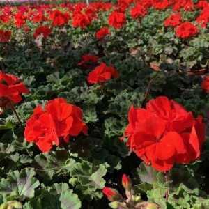 Geranium Potted Red (Summer Bedding) 10.5cm Pot