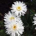 Leucanthemum Beaute Nivelloise