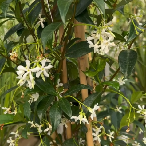 Trachelospermum Jasminoides (Star Jasmine)
