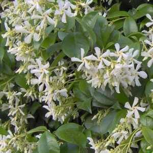 Trachelospermum Jasminoides (Star Jasmine)