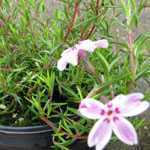 Phlox Subulata Candy Stripes