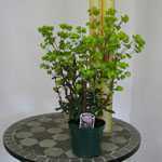 Euphorbia Amygdaloides Purpurea (Wood Spurge)
