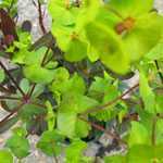 Euphorbia Amygdaloides Purpurea (Wood Spurge)