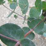 Eucalyptus Gunnii (Cider Gum) Silver Drop 1Ltr