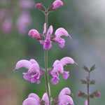 Salvia Pratensis Eveline (Meadow Sage) 3 Ltr