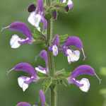 Salvia Madeline (Meadow Sage)