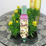 Osteospermum Margarita 3D Yellow