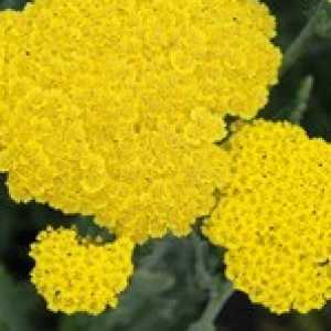 Achillea Moonshine (Yarrow)