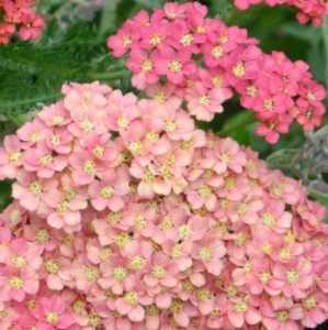 Achillea Wesersandstein Yarrow