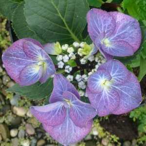 Hydrangea Macrophylla Zorro