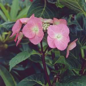 Hydrangea Macrophylla Zorro