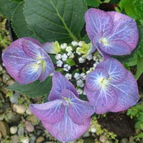 Hydrangea Macrophylla Zorro
