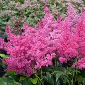 Astilbe x arendsii Astary Rose