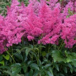 Astilbe x arendsii Astary Rose