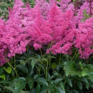 Astilbe x arendsii Astary Rose