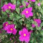 Cistus Pulverulentus Sunset (Rock Rose)