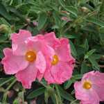 Cistus Silver Pink (Rock Rose)