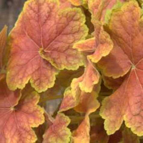 Heuchera 'Tiramisu' (Coral Bells)