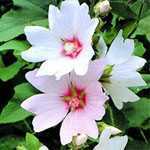 Lavatera Barnsley (Tree Mallow)