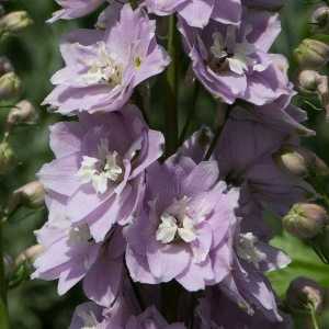 Delphinium Magic Fountain 'Cherry Blossom'