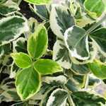 Euonymus Fortunei Silver Queen (Spindle Silver Queen)