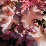 Heuchera Chocolate Ruffles (Coral Bells)