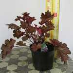 Heuchera Chocolate Ruffles (Coral Bells)