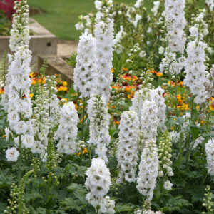 Delphinium Magic Fountain White