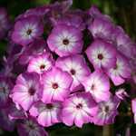 Phlox Paniculata Laura