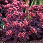 Sedum Purple Emperor 3 Ltr