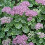 Sedum Spectabile Brilliant