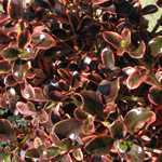 Coprosma Fireburst 3 Ltr