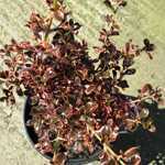 Coprosma Fireburst 3 Ltr