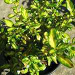 Coprosma Lemon & lime