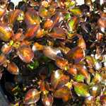 Coprosma Midnight Martini 3 Ltr