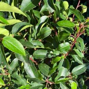 Prunus Lusitanica Angustifolia (Portuguese Laurel)