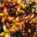 Coprosma Pina Colada 3 Ltr