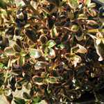 Coprosma Rainbow Surprise